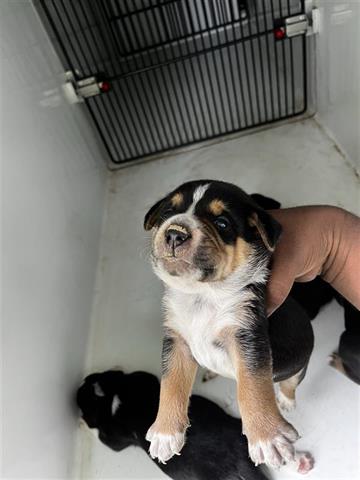 adoptable Dog in Houston, TX named A640163