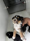 adoptable Dog in  named A640163