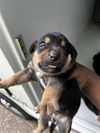 adoptable Dog in  named A640167