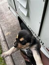 adoptable Dog in  named A640169