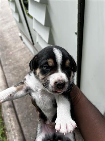 adoptable Dog in Houston, TX named A640171