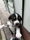 adoptable Dog in  named A640171