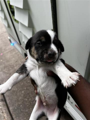 adoptable Dog in Houston, TX named A640172