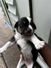 adoptable Dog in  named A640172