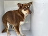 adoptable Dog in  named A640159