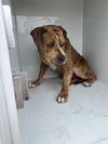 adoptable Dog in  named BELUSHI
