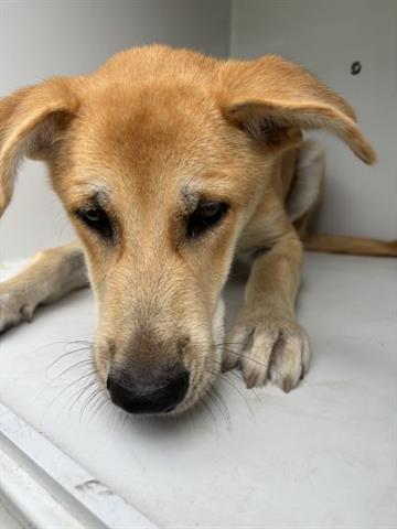 adoptable Dog in Houston, TX named A640152