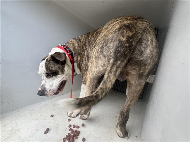 adoptable Dog in Houston, TX named A640181