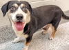 adoptable Dog in  named HOLDEN