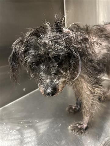 adoptable Dog in Houston, TX named A640183