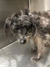 adoptable Dog in  named A640183