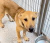 adoptable Dog in  named CYNTHIA