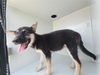adoptable Dog in  named A640215