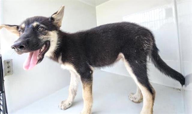adoptable Dog in Houston, TX named A640215