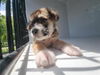 adoptable Dog in  named A640219