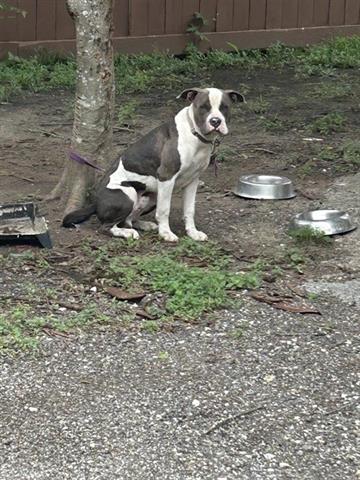 adoptable Dog in Houston, TX named A640205