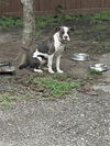 adoptable Dog in  named A640205