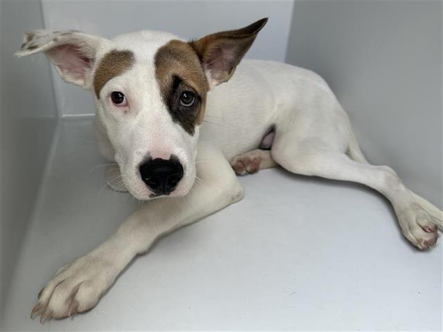 adoptable Dog in Houston, TX named A640212