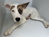 adoptable Dog in  named A640212