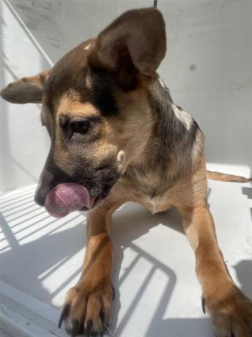 adoptable Dog in Houston, TX named A640266