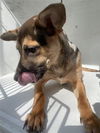 adoptable Dog in  named A640266