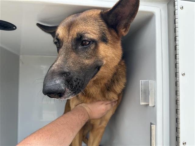 adoptable Dog in Houston, TX named A640289