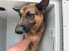 adoptable Dog in  named A640289
