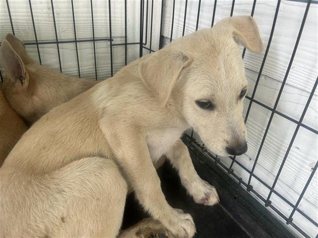 adoptable Dog in Houston, TX named A640263
