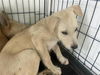 adoptable Dog in  named A640263