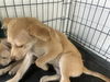 adoptable Dog in  named A640264