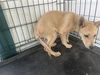adoptable Dog in  named A640265
