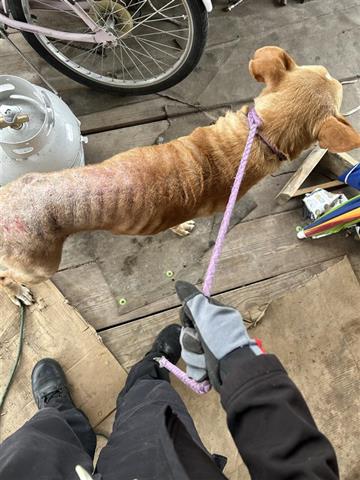adoptable Dog in Houston, TX named A640272