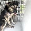 adoptable Dog in  named A640317
