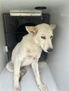 adoptable Dog in  named CHICO