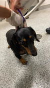 adoptable Dog in  named A640338