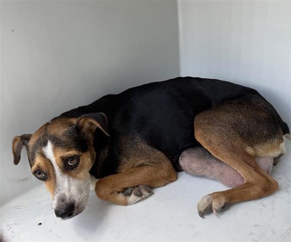 adoptable Dog in Houston, TX named A640348