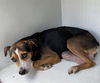 adoptable Dog in  named A640348