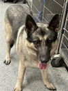 adoptable Dog in  named KAZ
