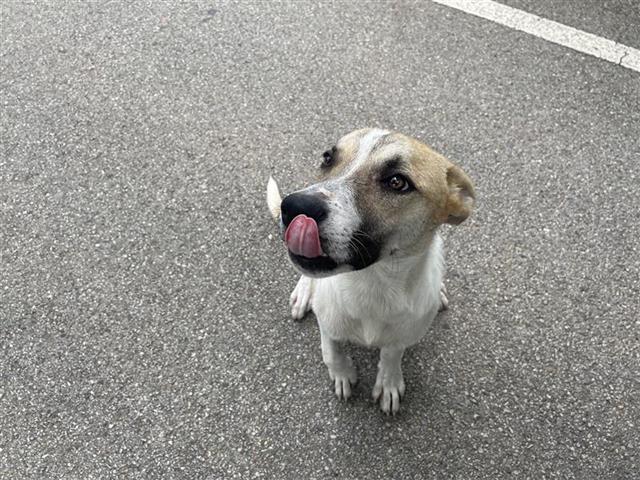 adoptable Dog in Houston, TX named TONY