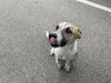 adoptable Dog in  named TONY