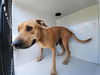 adoptable Dog in  named FREIDA