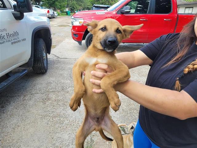 adoptable Dog in Houston, TX named CRUNCHY