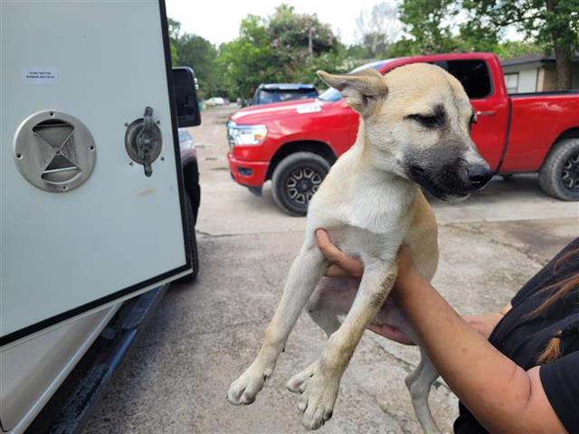 adoptable Dog in Houston, TX named A640374