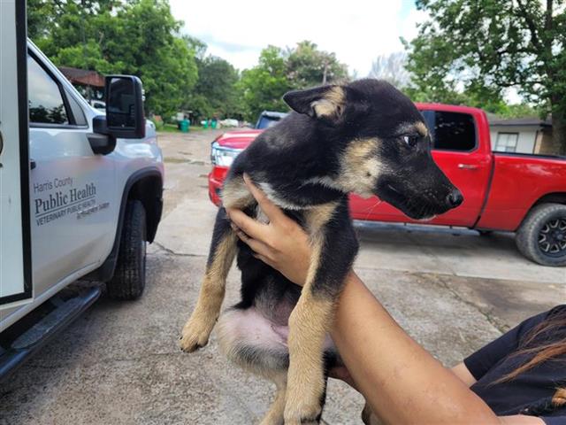 adoptable Dog in Houston, TX named A640375