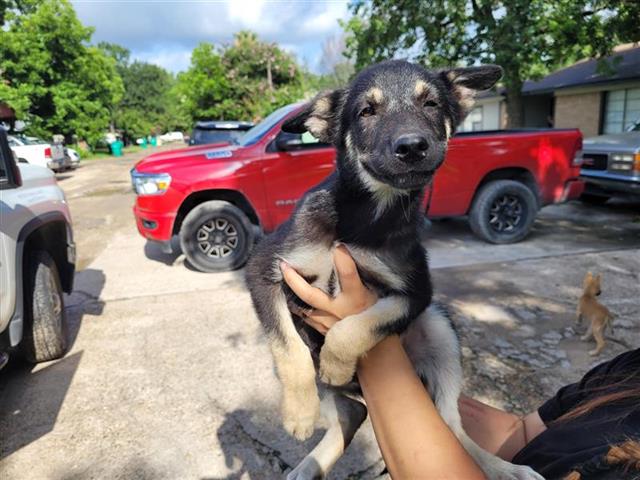 adoptable Dog in Houston, TX named A640376