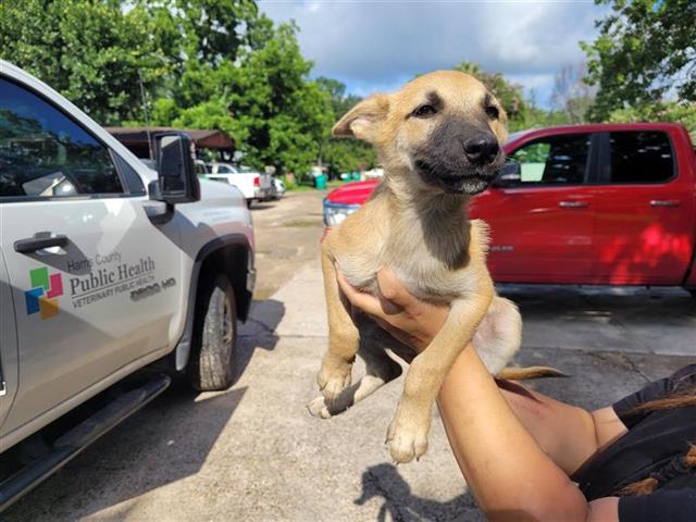 adoptable Dog in Houston, TX named EDEN RICO