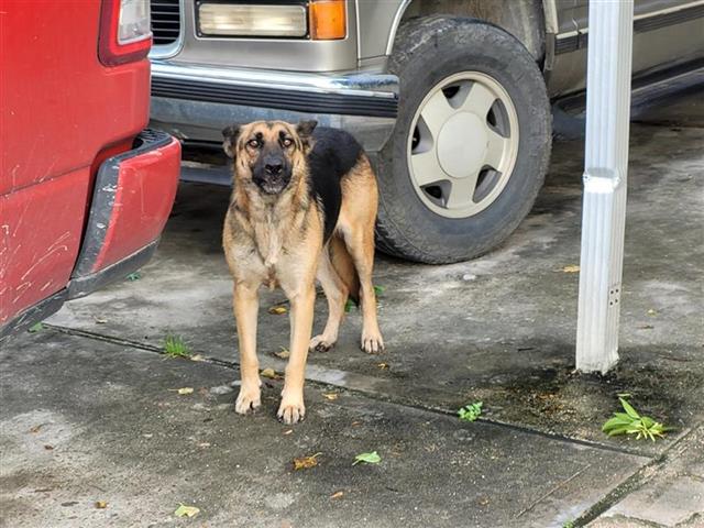 adoptable Dog in Houston, TX named A640382