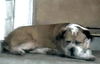 adoptable Dog in houston, TX named BOWSER