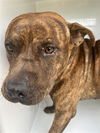 adoptable Dog in  named BENNY