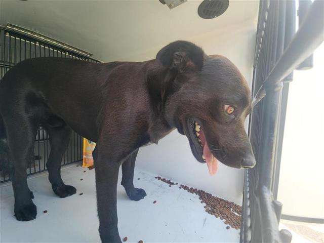 adoptable Dog in Houston, TX named A640404